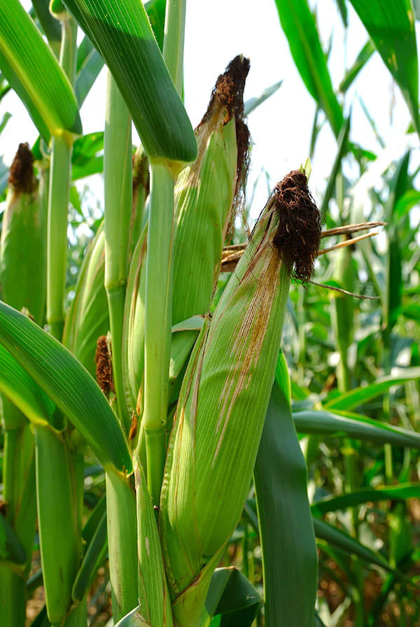 Fresh corn cobs stored in bulk on farm