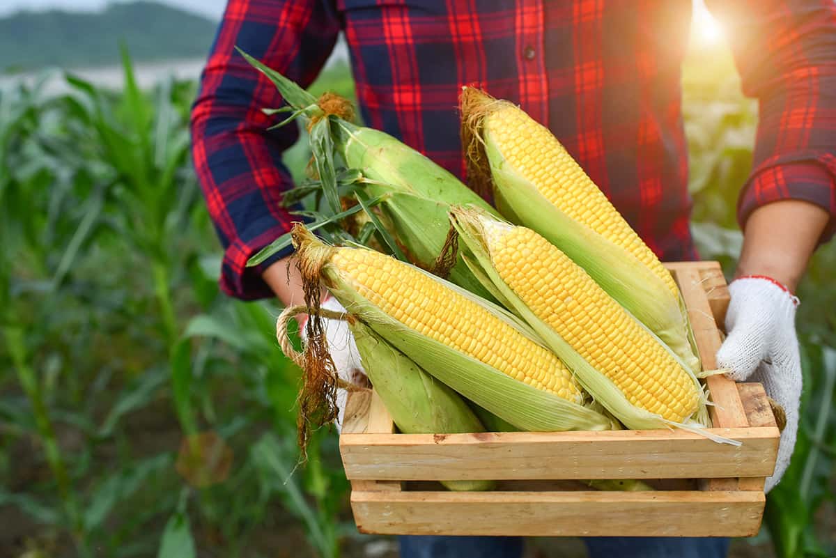 Large pile of freshly harvested corn cobs
