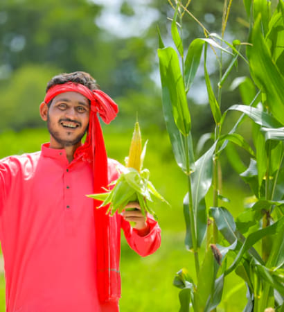 Organic baby corn growing in farm field in Bihar