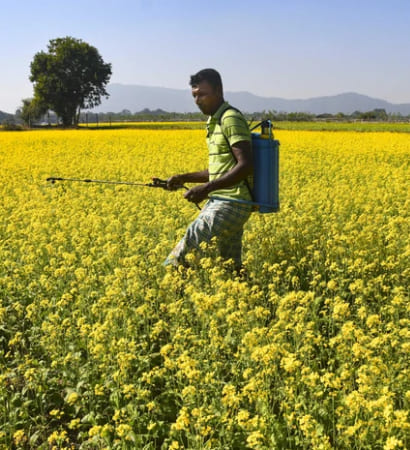 Cold-pressed mustard crop in organic farm field